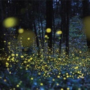 Find Lightning Bugs