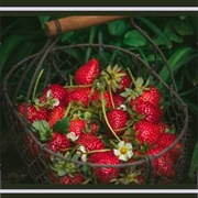 The Forbidden Fruit Is Always the Sweetest