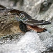 Platypus