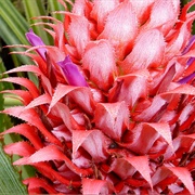 False Pineapple (Ananas MacRodontes)