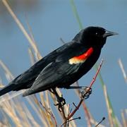 Red Winged Blackbird