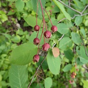 Wiegand's Shadbush (Amelanchier Interior)