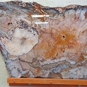 Petrified Wood Gallery