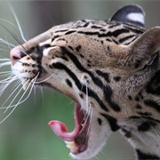 Ocelot