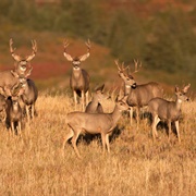A Herd of Deer