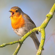 Enjoys Pleasant Sounds a Lot