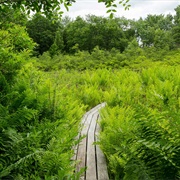 Brown's Lake Bog State Nature Preserve