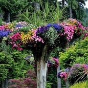 The Upside-Down Forest of Glacier Gardens