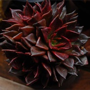 Echeveria Black Prince