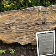 Mississippi Petrified Forest