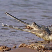 Gharial