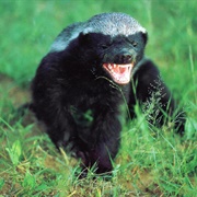 The Crazy Nasty-Ass Honey Badger