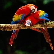 Macaw Expedition Peru