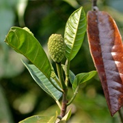 Pudau (Artocarpus Kemando)