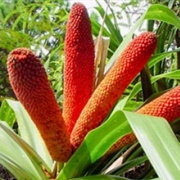 Marita (Pandanus Conoideus)