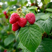 Raspberry