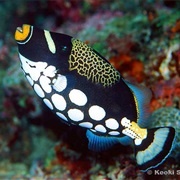 Triggerfish