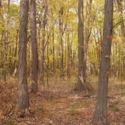 Culberson Woods State Nature Preserve