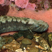 Prickleback