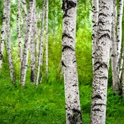Silver Birch Bark