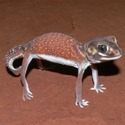 Knob Tailed Gecko