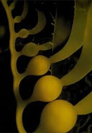 Plant Physiology (Salisbury & Ross)