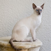 Groom a Siamese Cat