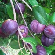 Black Apple (Planchonella Australis)