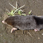 Japanese Mole