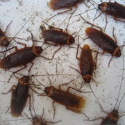 An Intrusion of Cockroaches