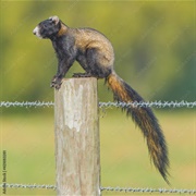 Sherman's Fox Squirrel