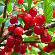 Nanjing Cherry (Prunus Tomentosa)