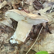 Boletus Variipes