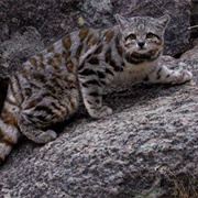 Andean Mountain Cat
