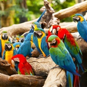 A Pandemonium  of Parrots