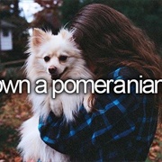 Own a Pomeranian