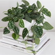 Satin Pothos
