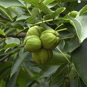 Shagbark Hickory (Carya Ovata)