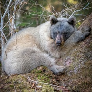 Glacier Bears of Glacier Bay National Park