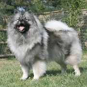 Groom a Keeshond