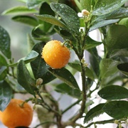 Chinese Orange