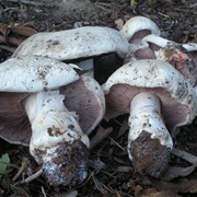Salt-Loving Agaricus (Agaricus Bernardii)