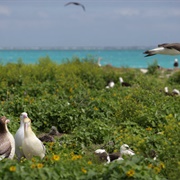 Papahānaumokuākea Marine, HI, US Minor Outlying Islands (FWS & NOAA)