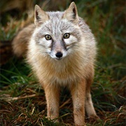 Corsac Fox