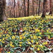 Wolf Creek Trout Lily Preserve