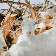 A Trip of Goats