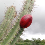 Mandacaru (Cereus Jamacaru)