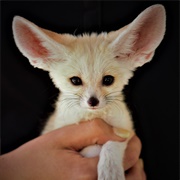 Hold a Fennec Fox