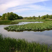 Sheldon Marsh State Nature Preserve