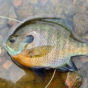 Bluegill